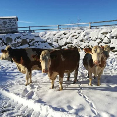 Kühe spielen im Schnee