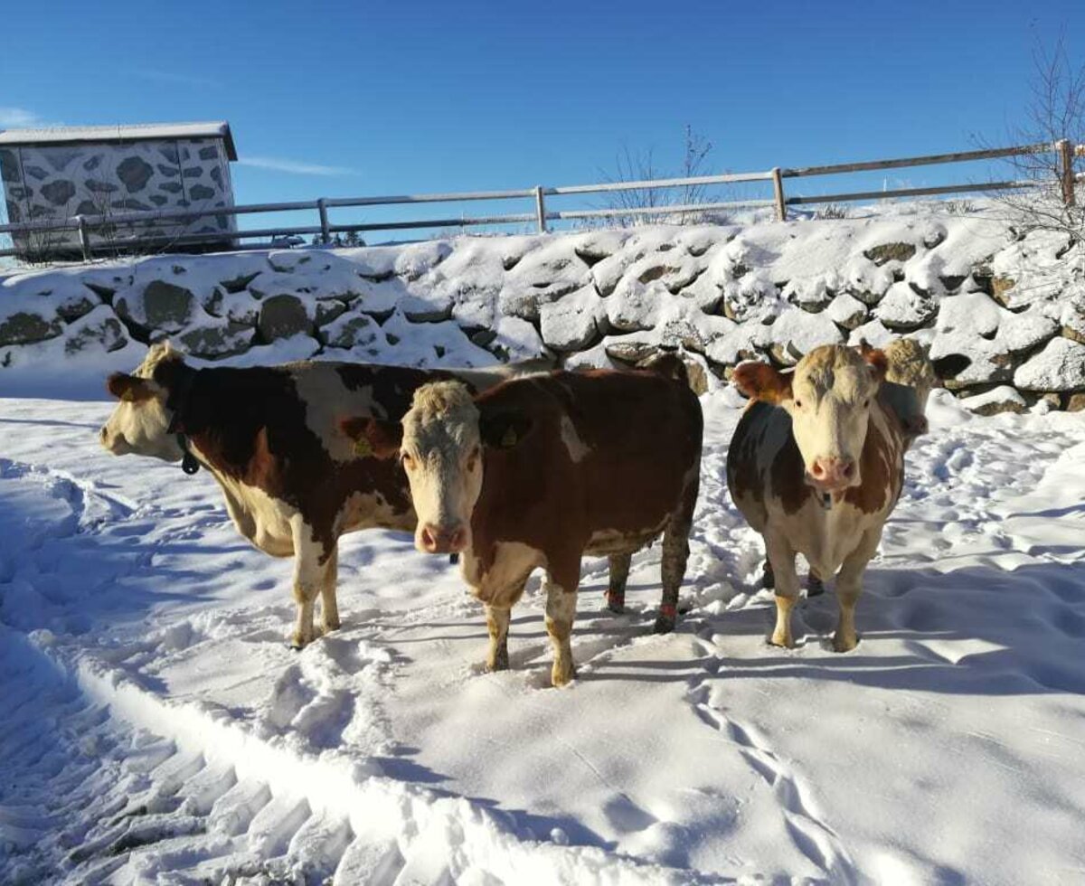 Kühe spielen im Schnee