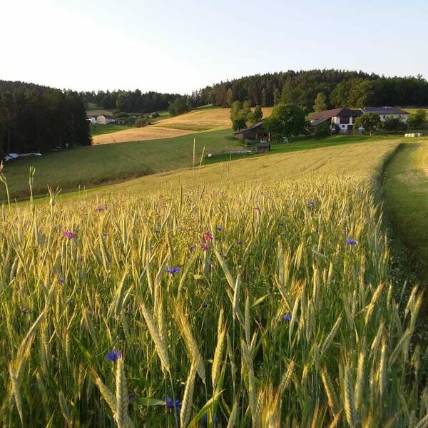 Bio-Bauernhof Aumayr in Gutau, Mühlviertel | © Urlaub am Bauernhof Oberösterreich / Aumayr