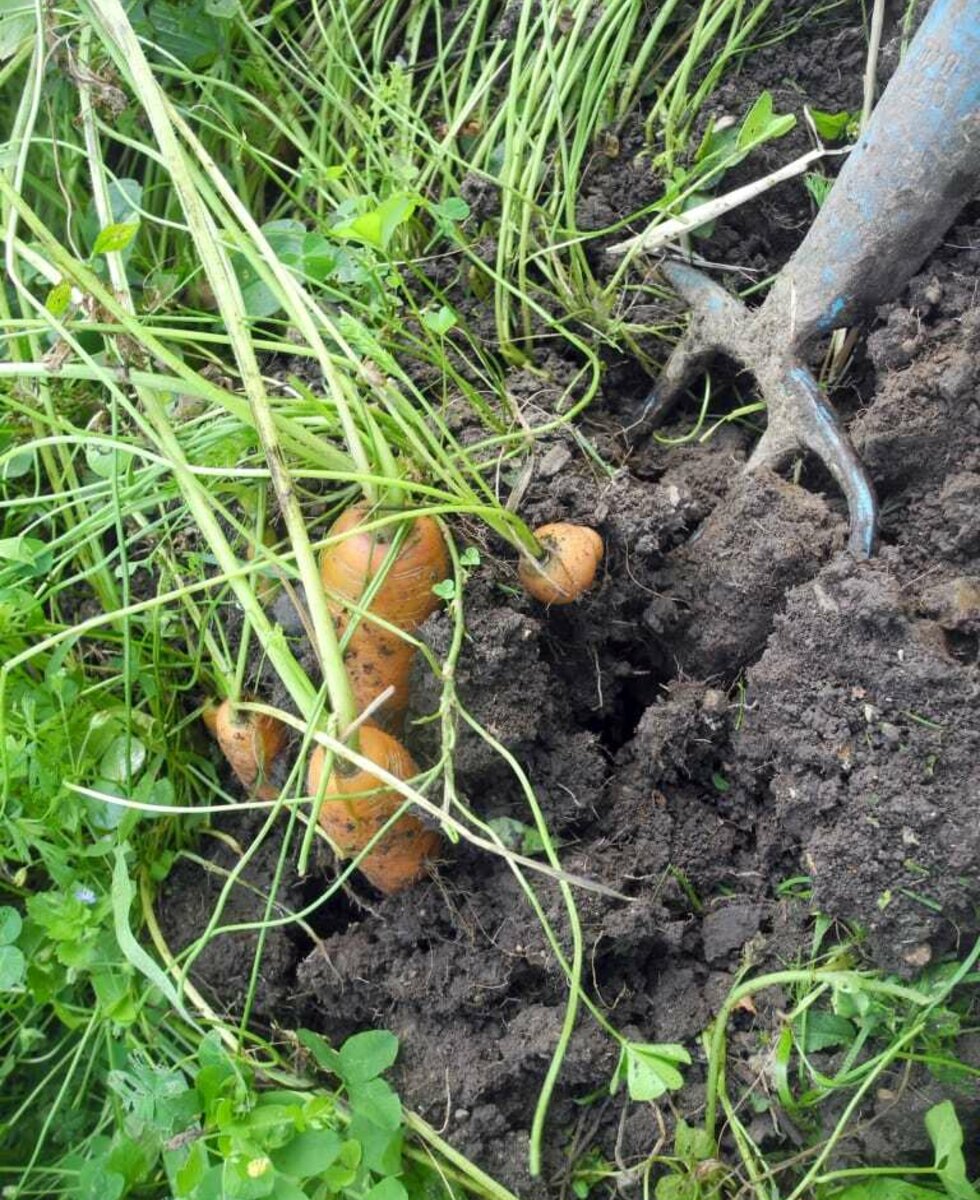 Karotten aus dem Bauerngarten