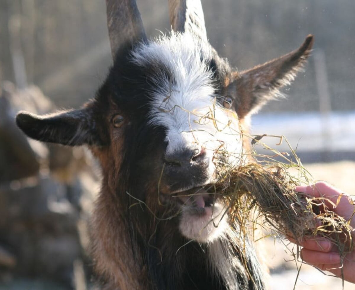 der schmeckt es