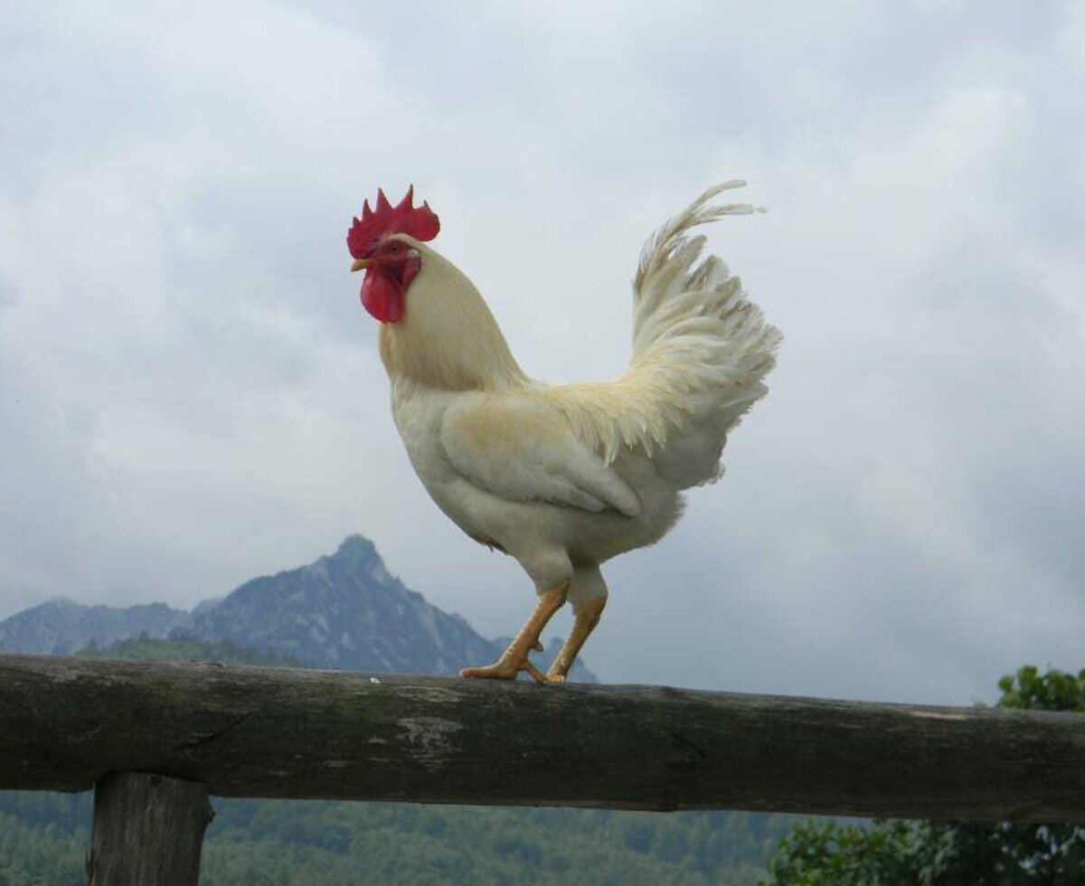 Unser stolzer Hahn hat  den Überblick