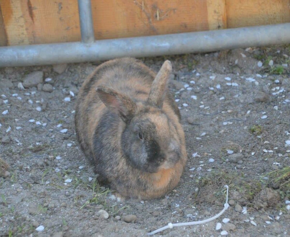 Hase Schlappi