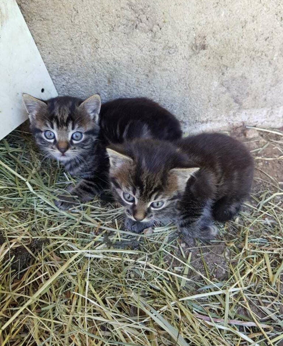 Katzenbabys