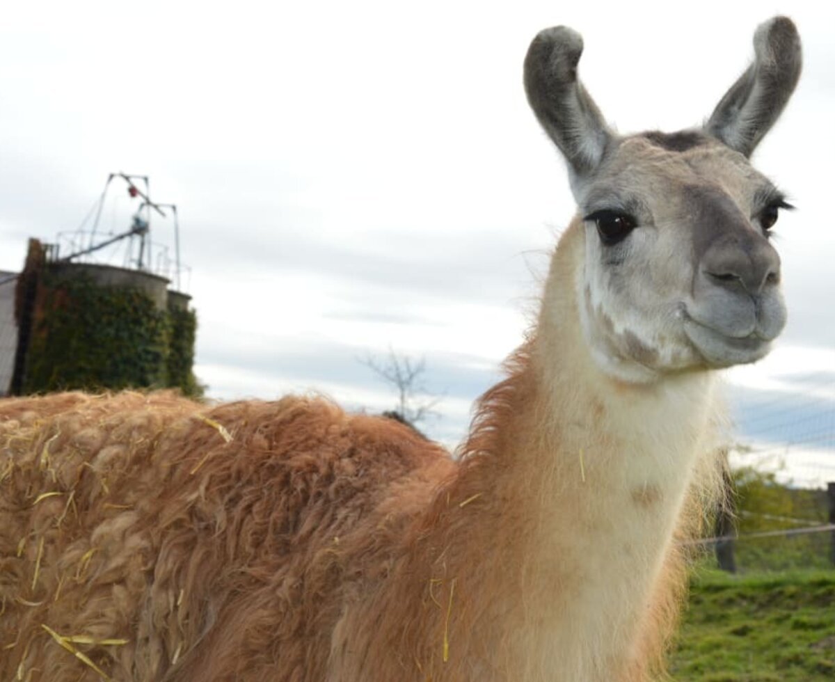 Dorli unser Lama