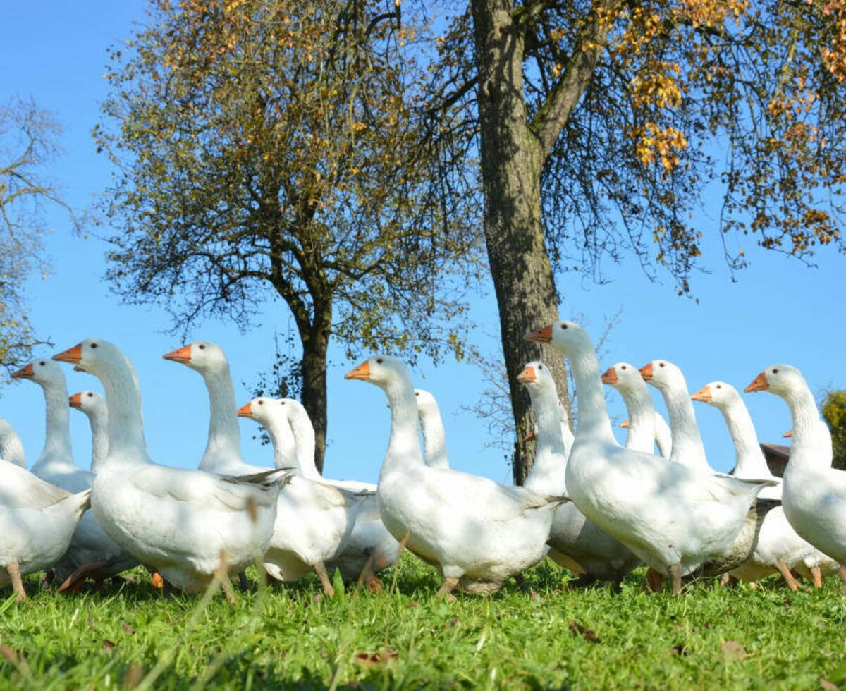 Weidegänse