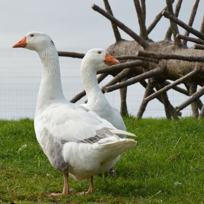 Gänsekönig und Königin