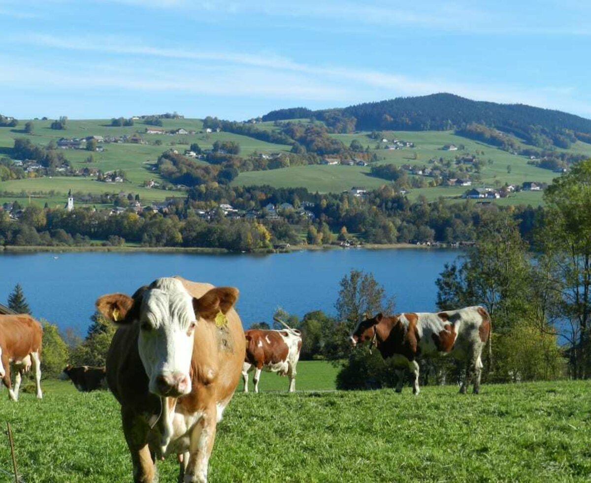 Milch mit Aussicht...