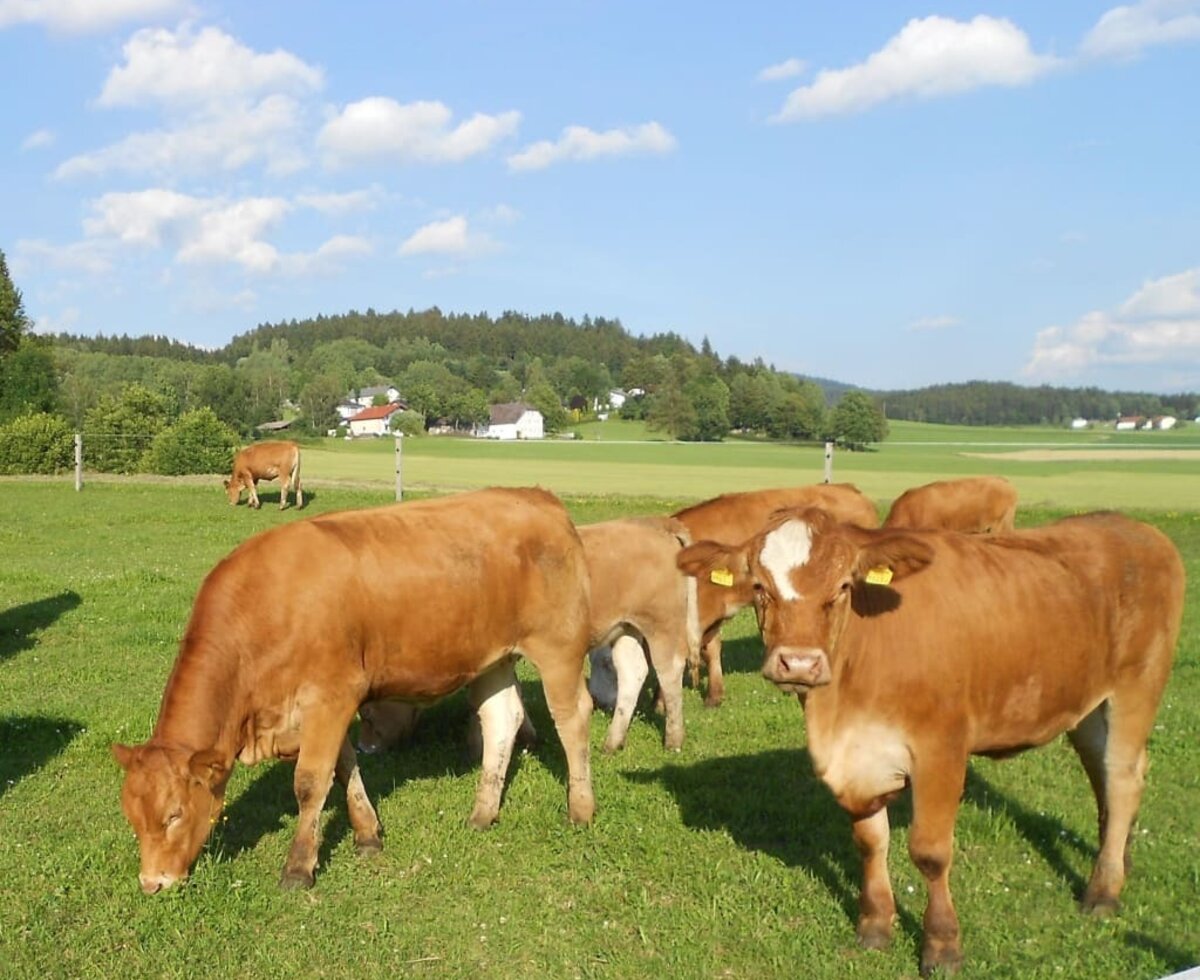 Tiere auf der Weide