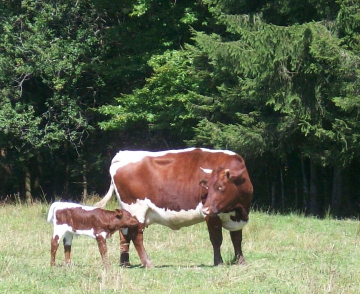 Junges Kalb auf der Alm