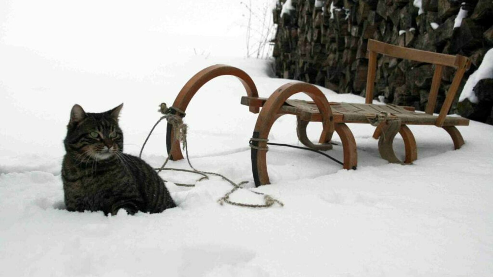 Katze im Schnee