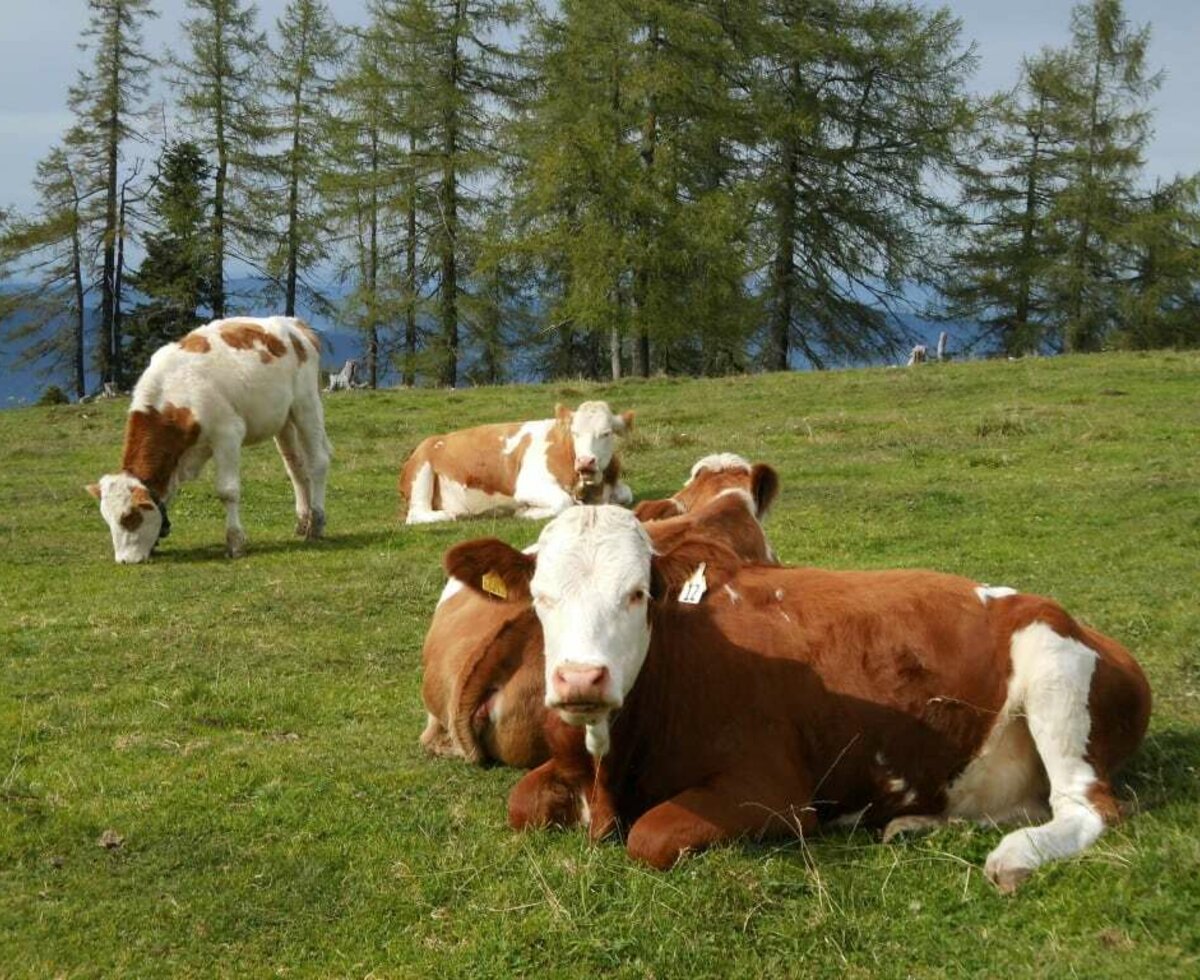 Unsere Kühe auf der Weide