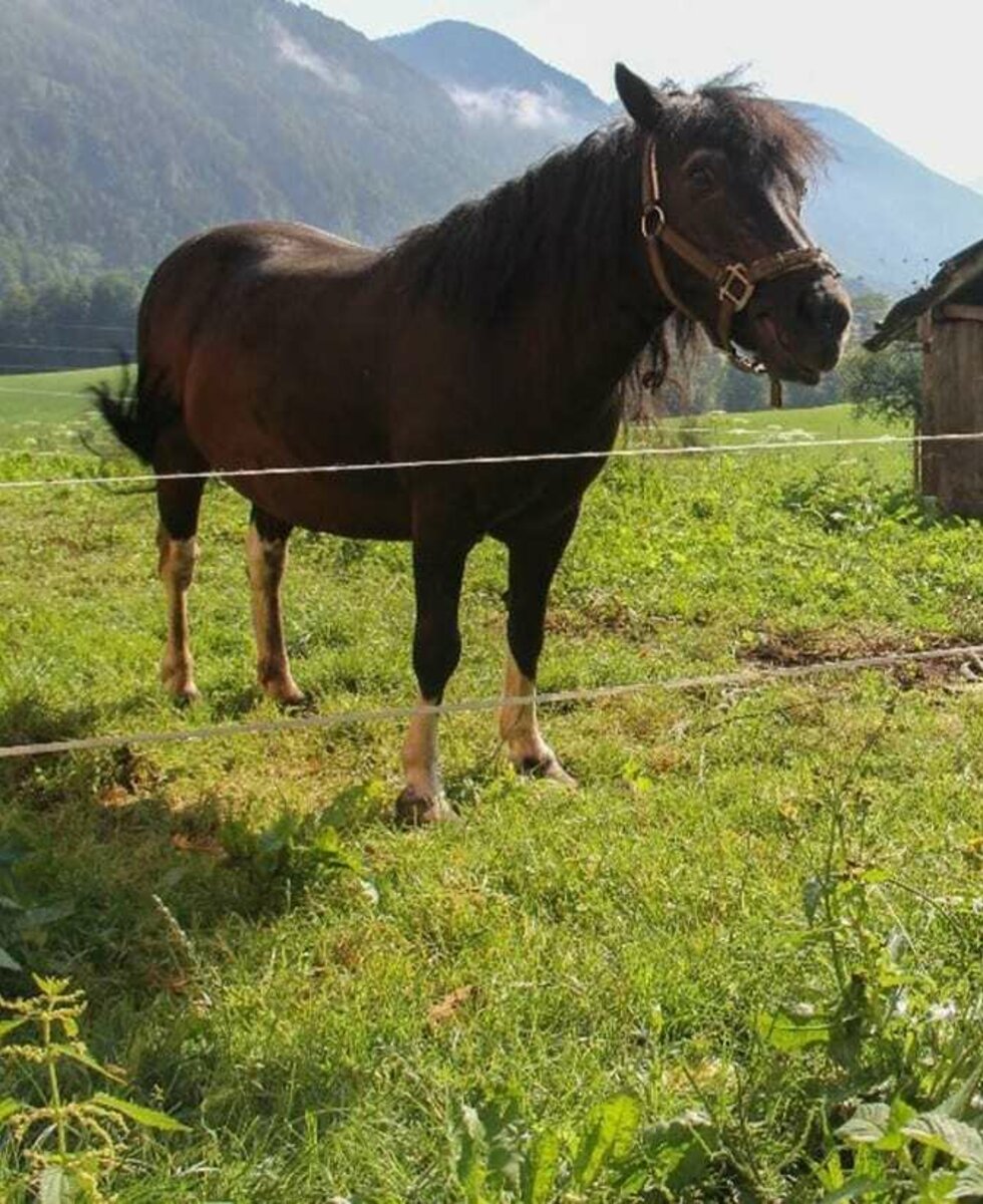 unser Pony "Heidi"