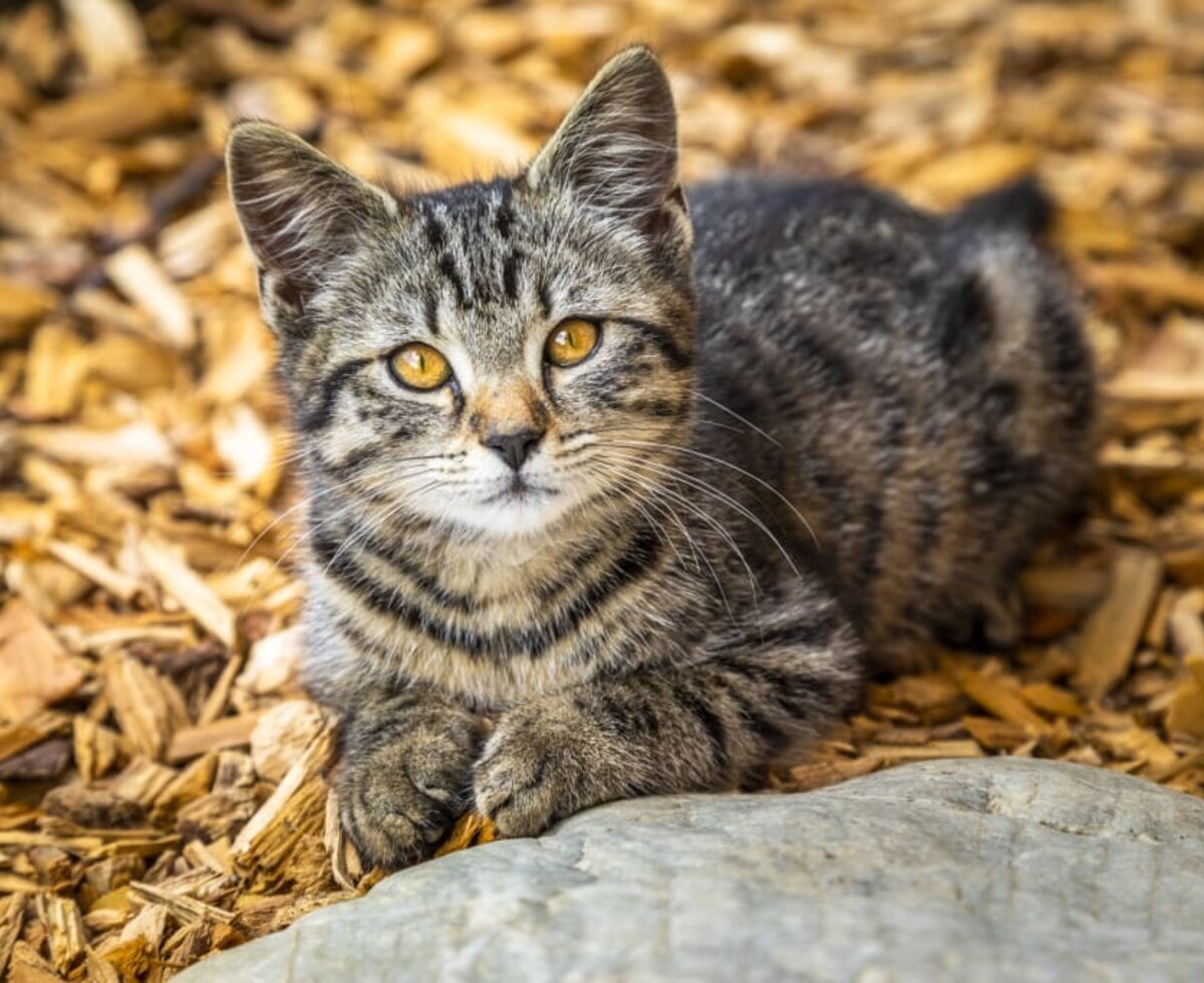 Tiere am Hof