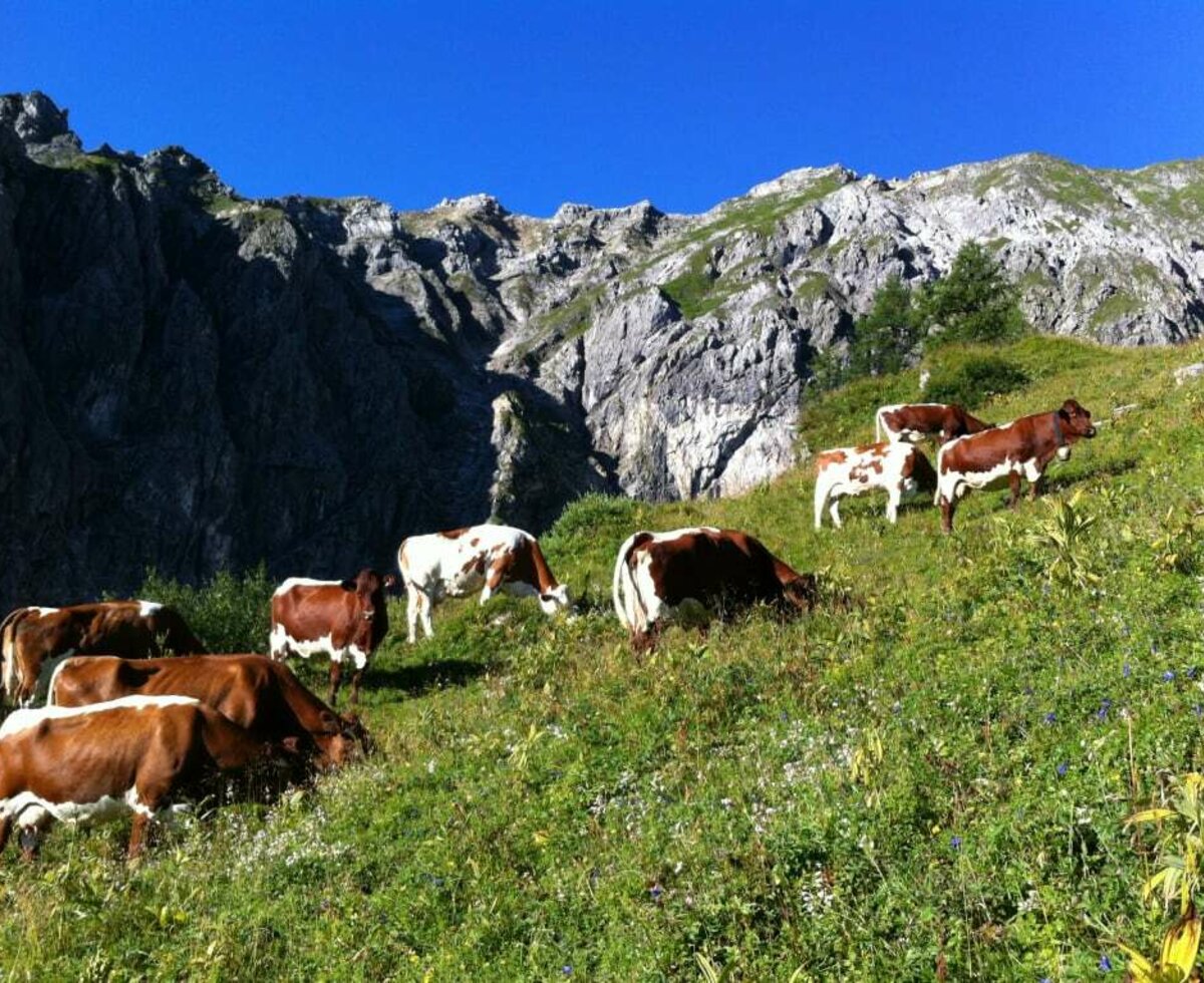 Kühe auf unserer schönen Ennsalm