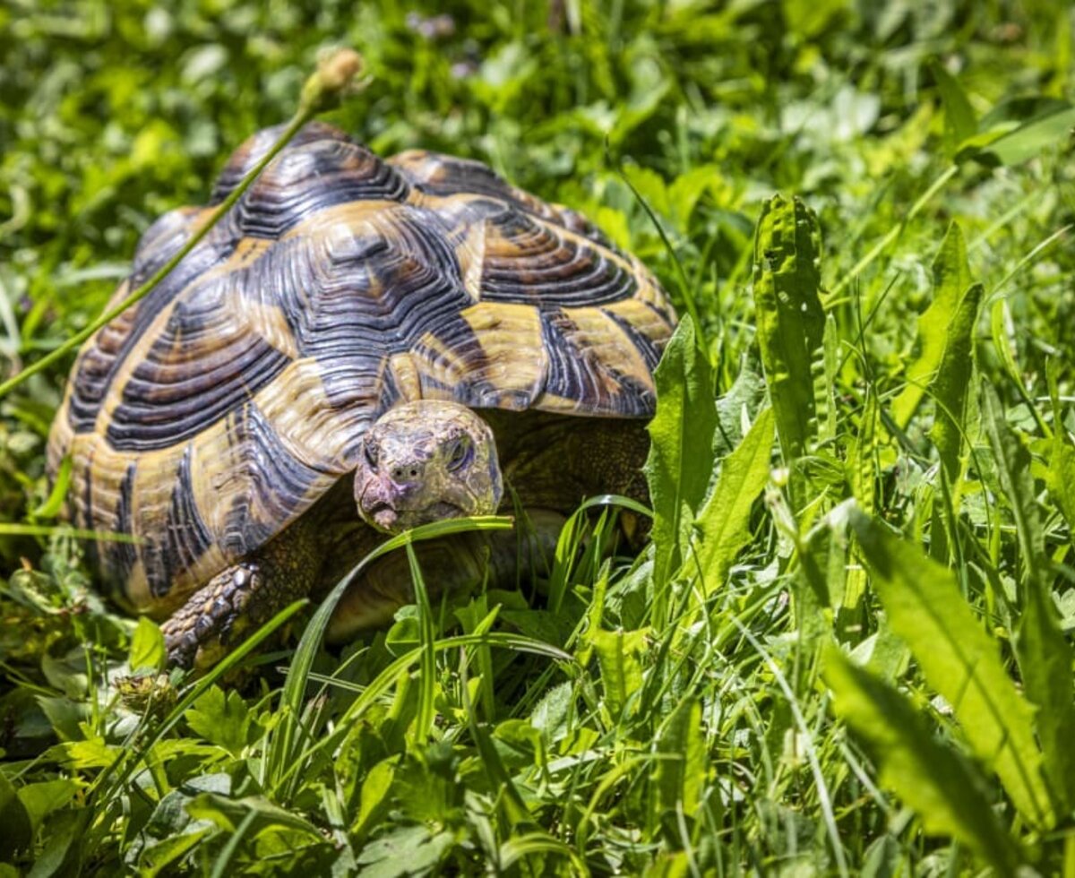 Schildkröte