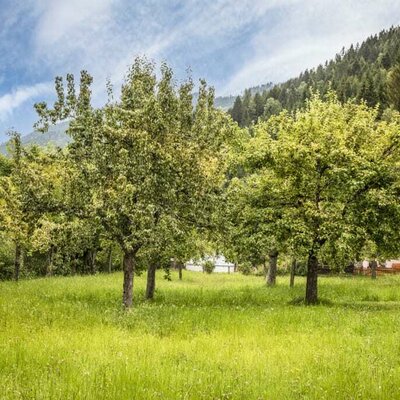 Obstgarten