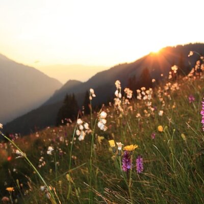 Blumenwiese auf der Alm