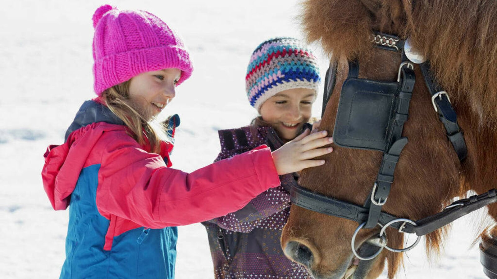 Streicheleinheiten für Kutschenpferd