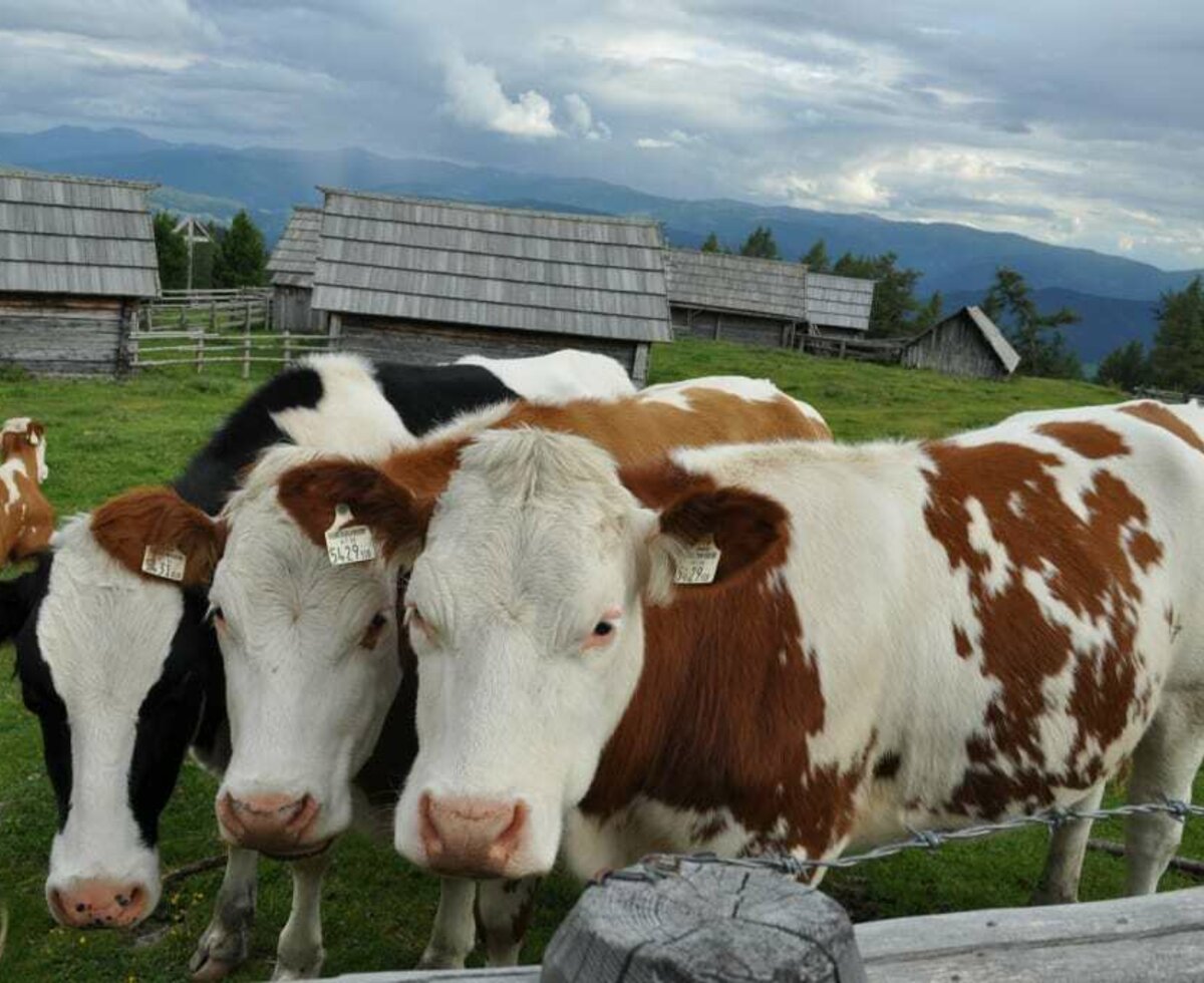 Besuch vor der Hütte