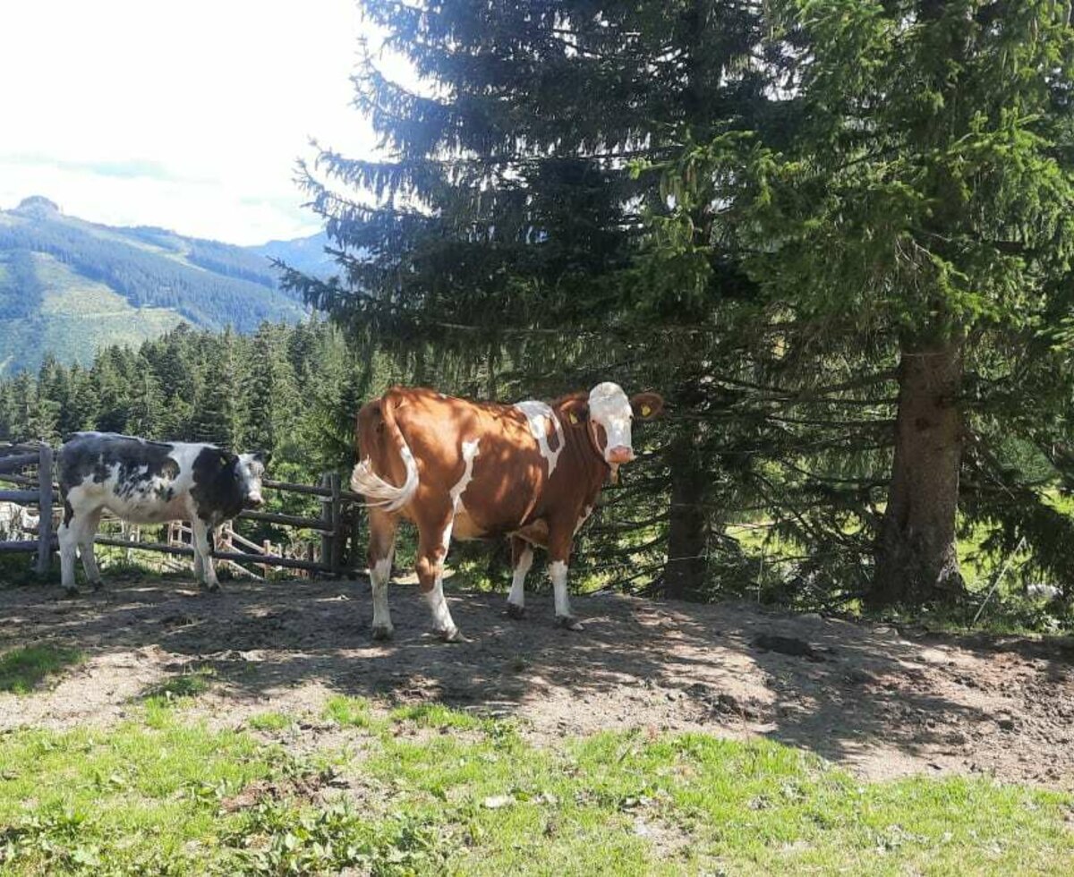 Kühe auf der Alm