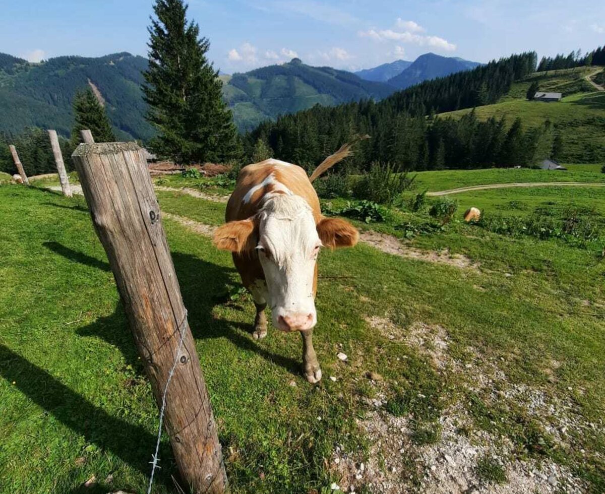 Kühe auf der Alm