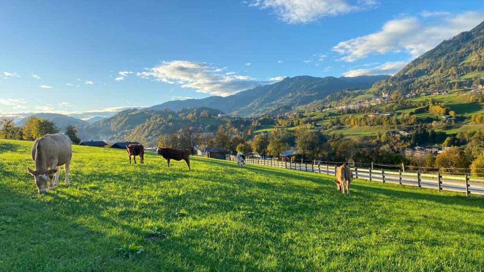 Kälber im Sommer