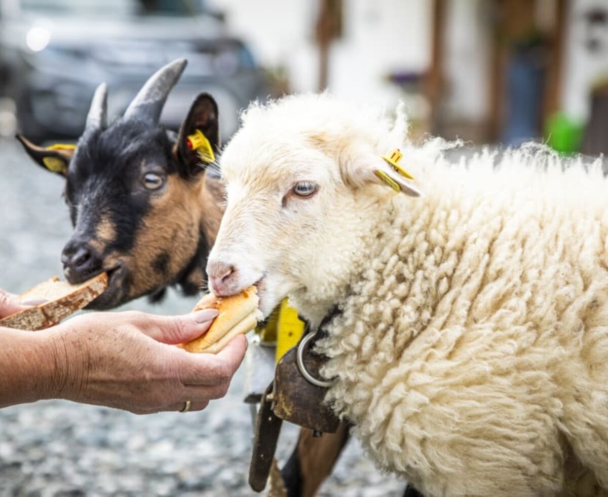 Schaf und Ziege