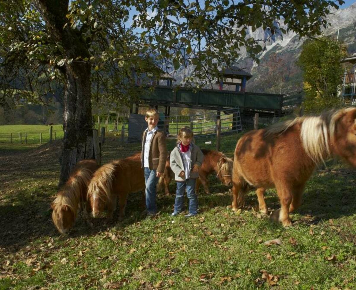 Besuch bei den Zwergpony`s