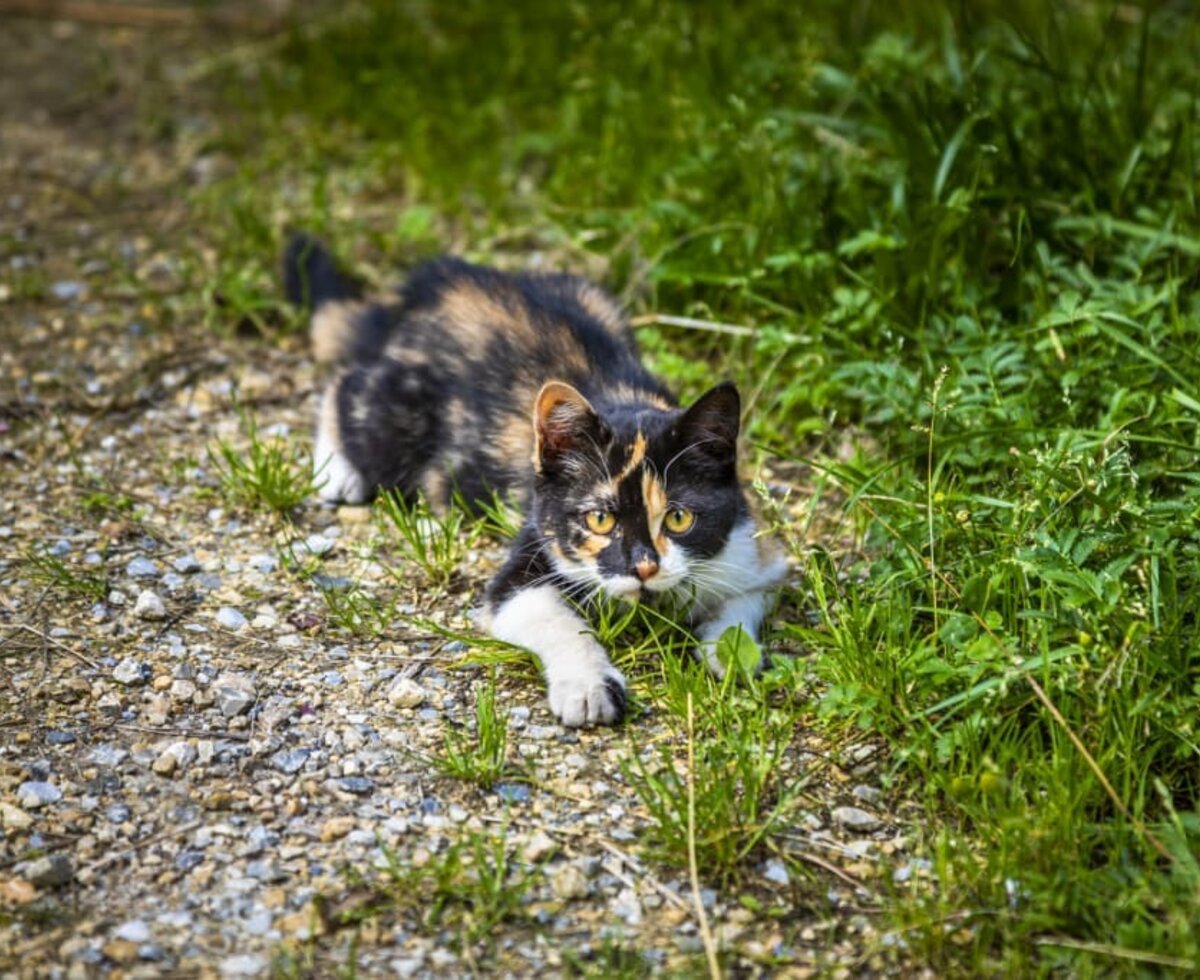 Lilli die Hofkatze