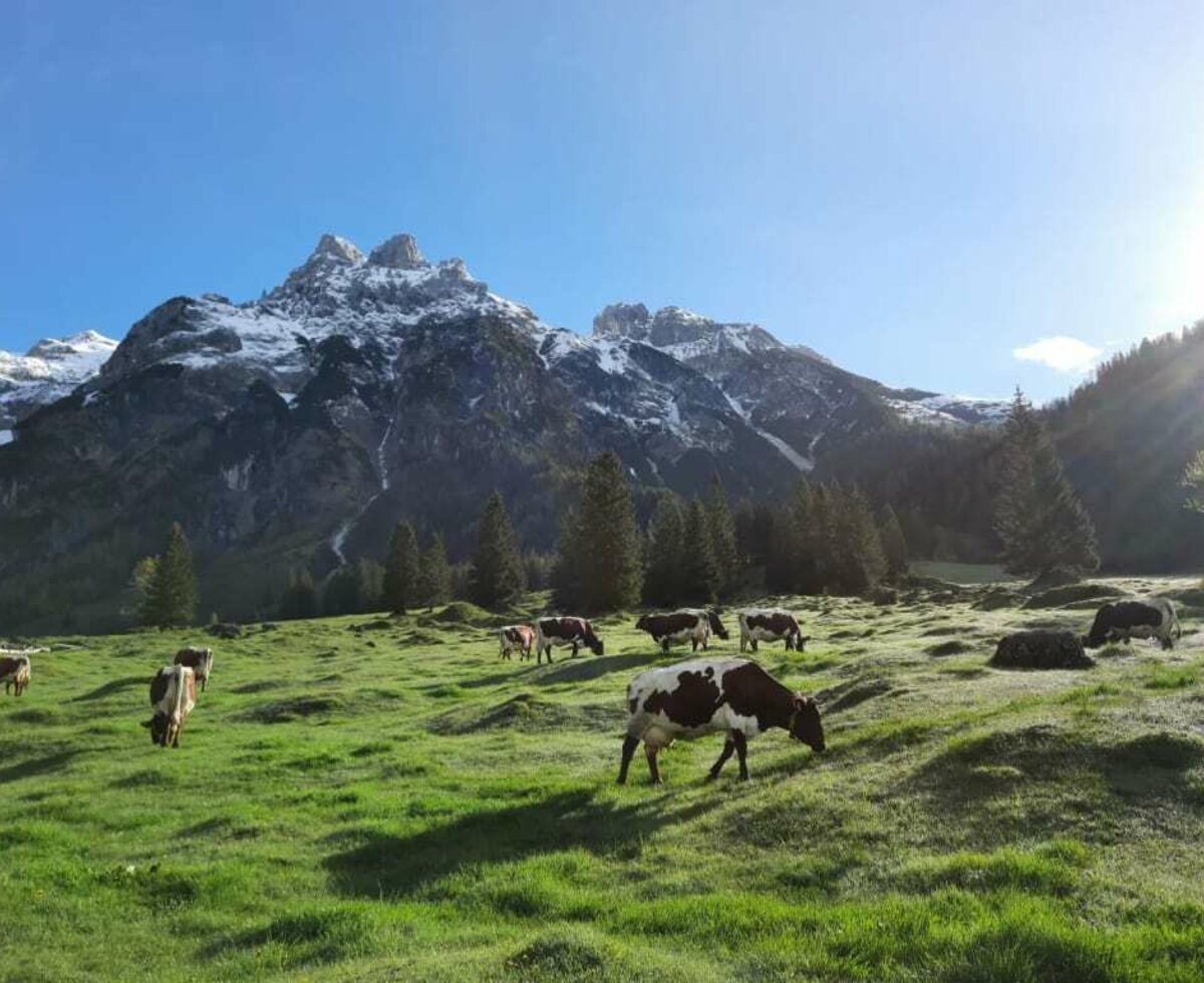 Kühe auf der Alm neben dem Hof