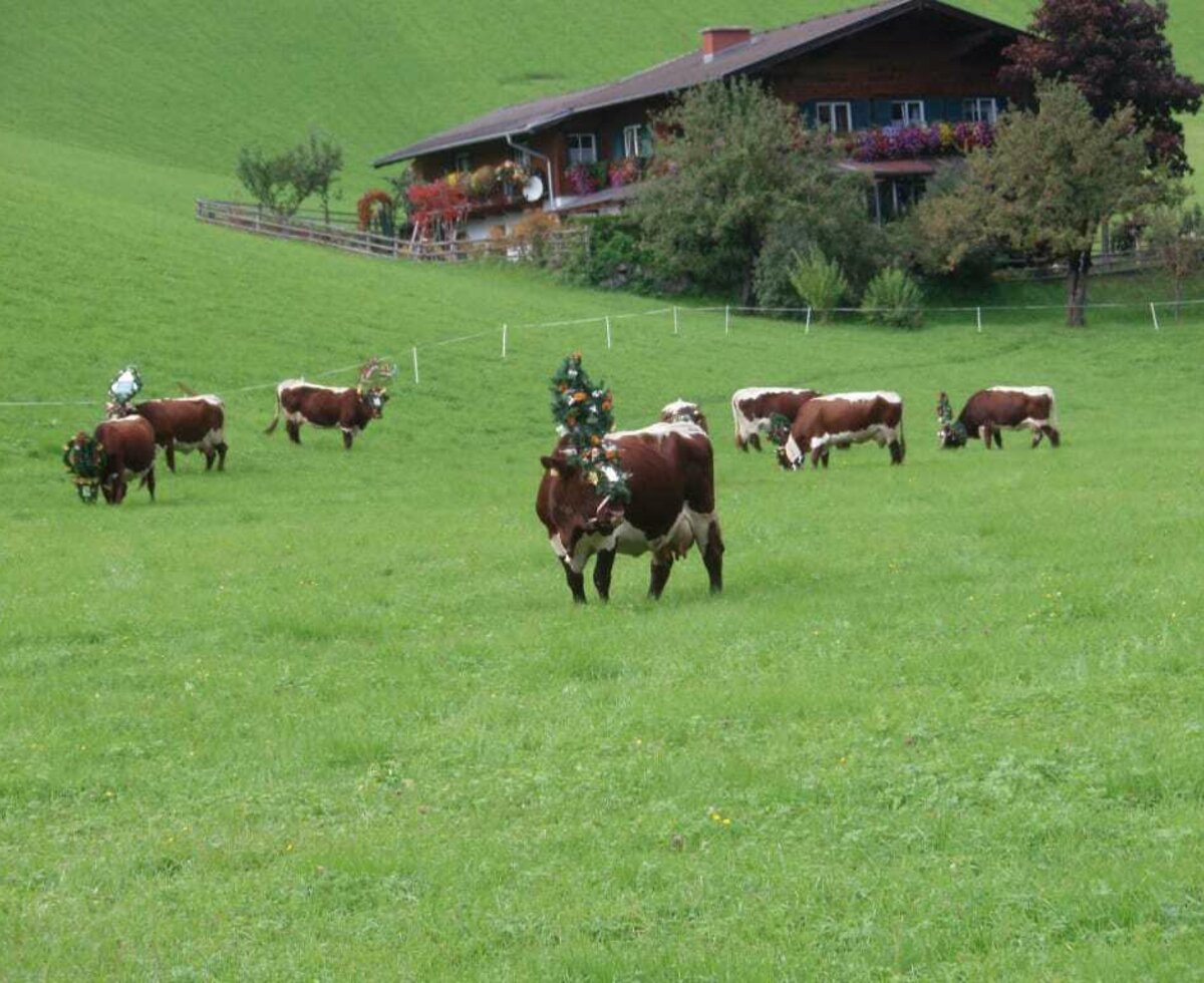 Pinzgauer auf der Weide