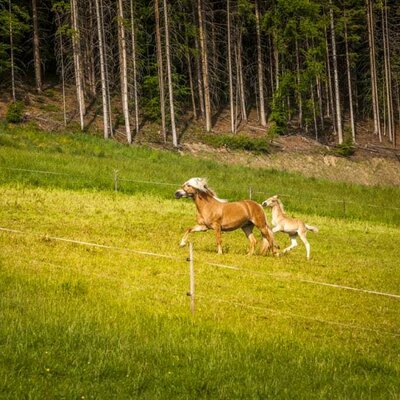 Haflinger