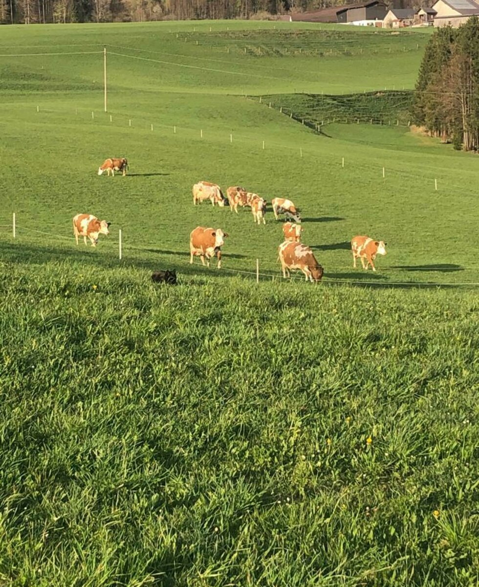 Kühe auf der Weide