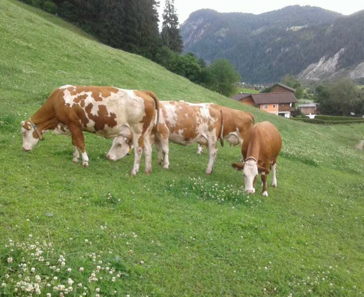 Unsere Kühe auf der Weide