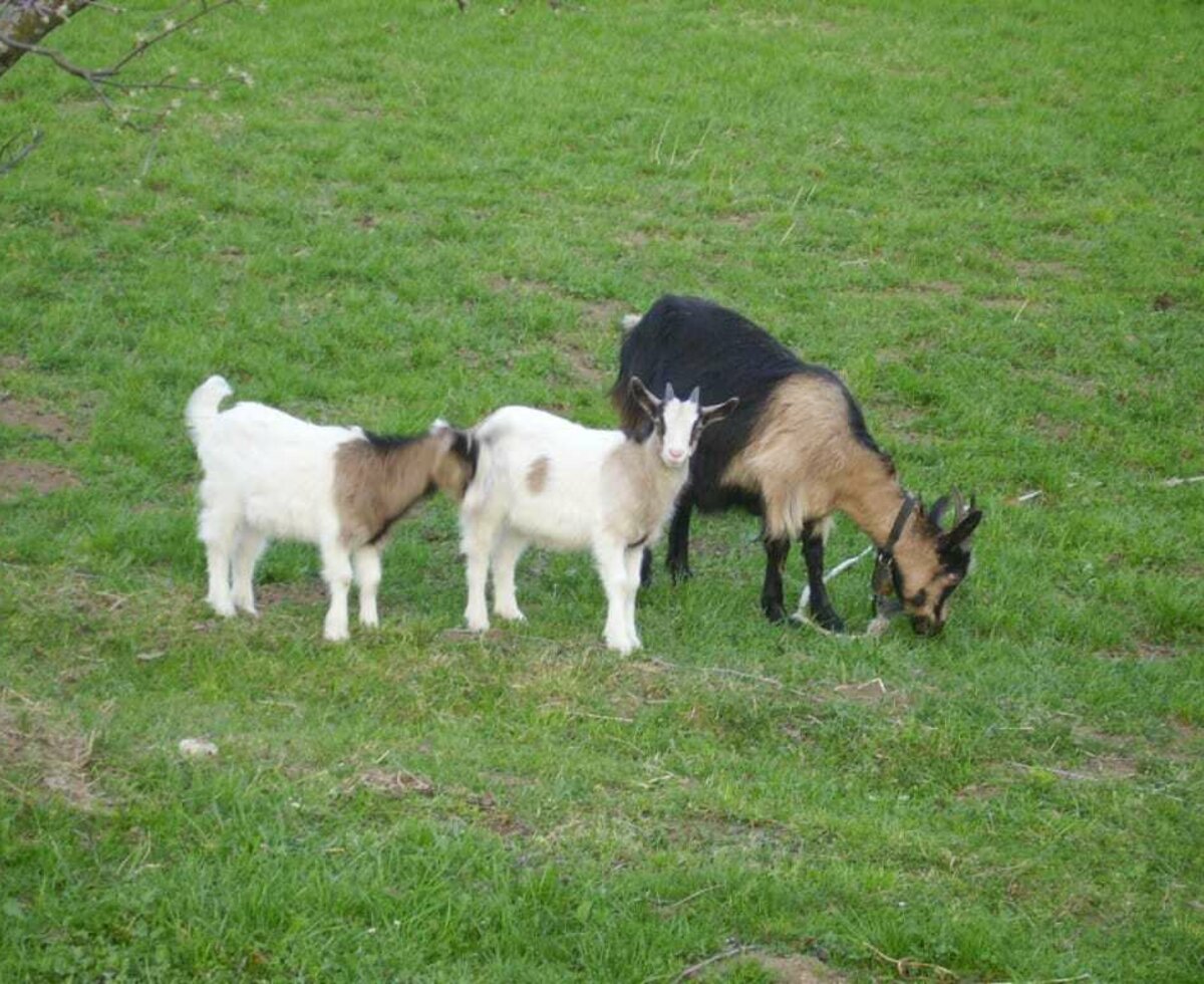 Unsere Ziege mit Jungen