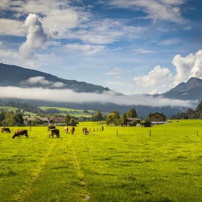 Weide rund um das Chalet