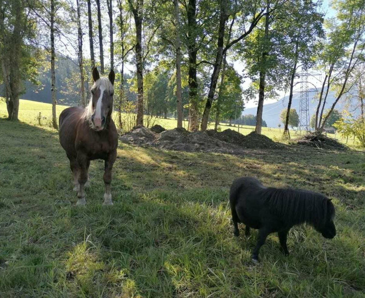 Auf der Herbstweide