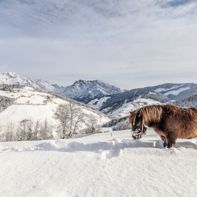 Pony im Schnee