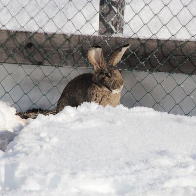 Hase" Lumpi" im Schnee