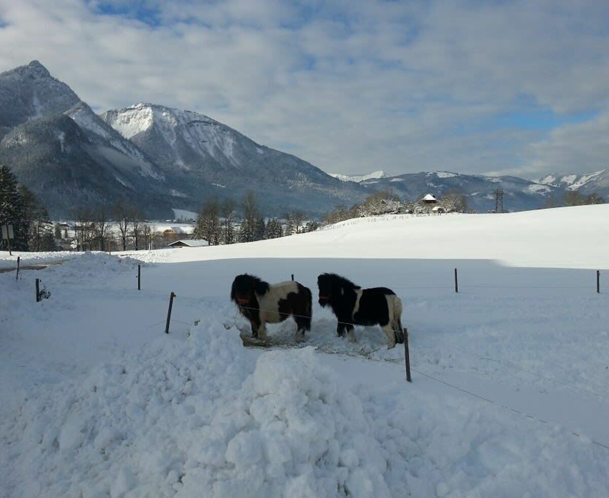 Unsere 2 Miniponys Laura und Ferdi, Streichelponys – keine Reitponys