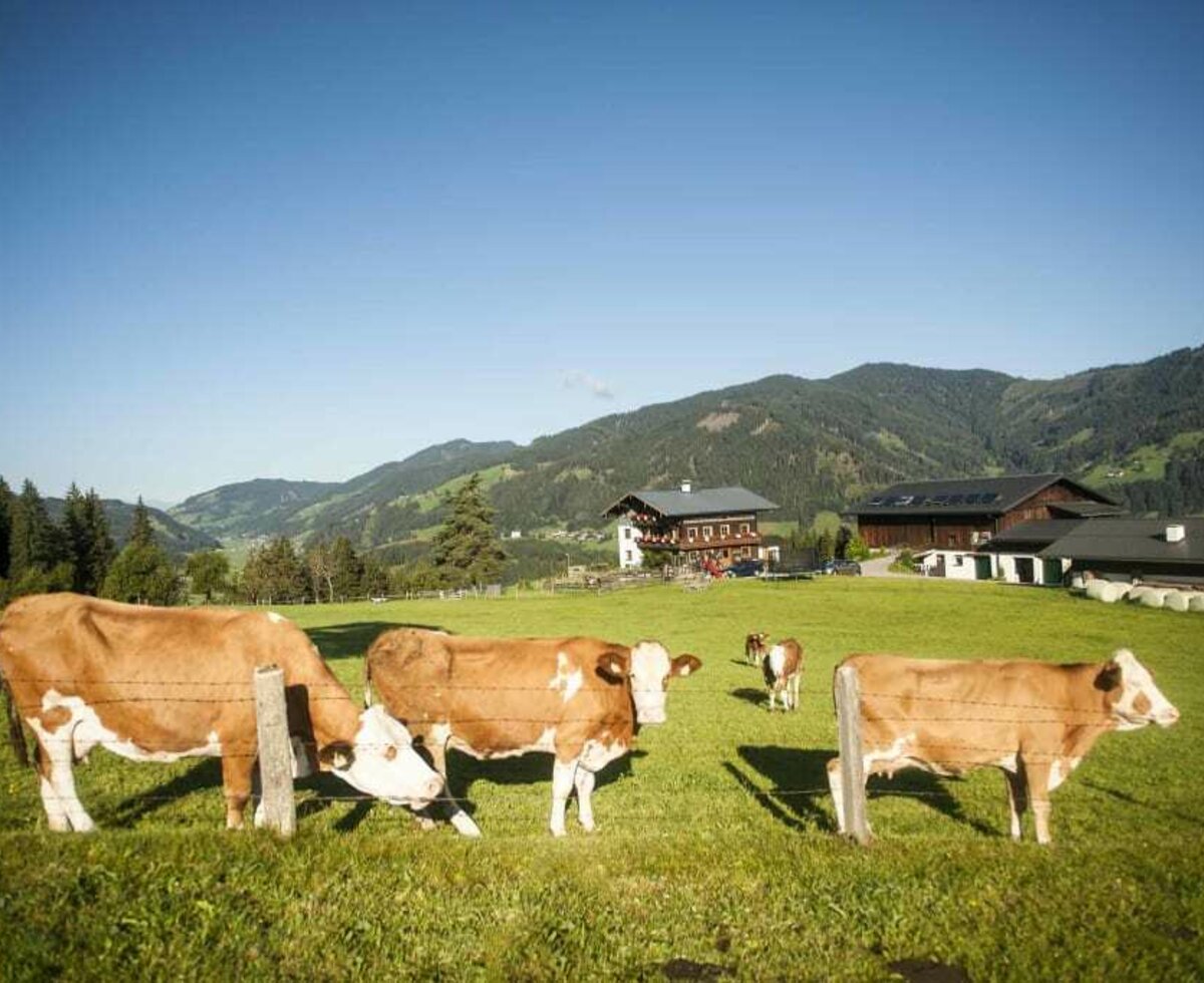 Den Kühen geht es auch sehr gut