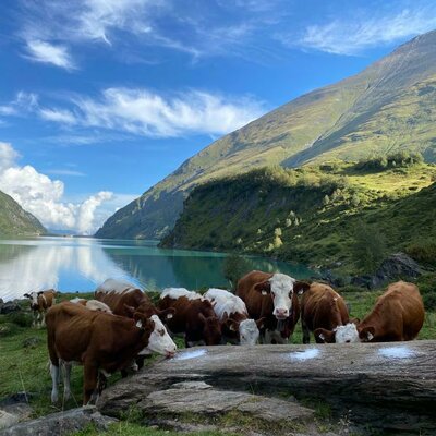 Kalbinnen am Wasserfallboden