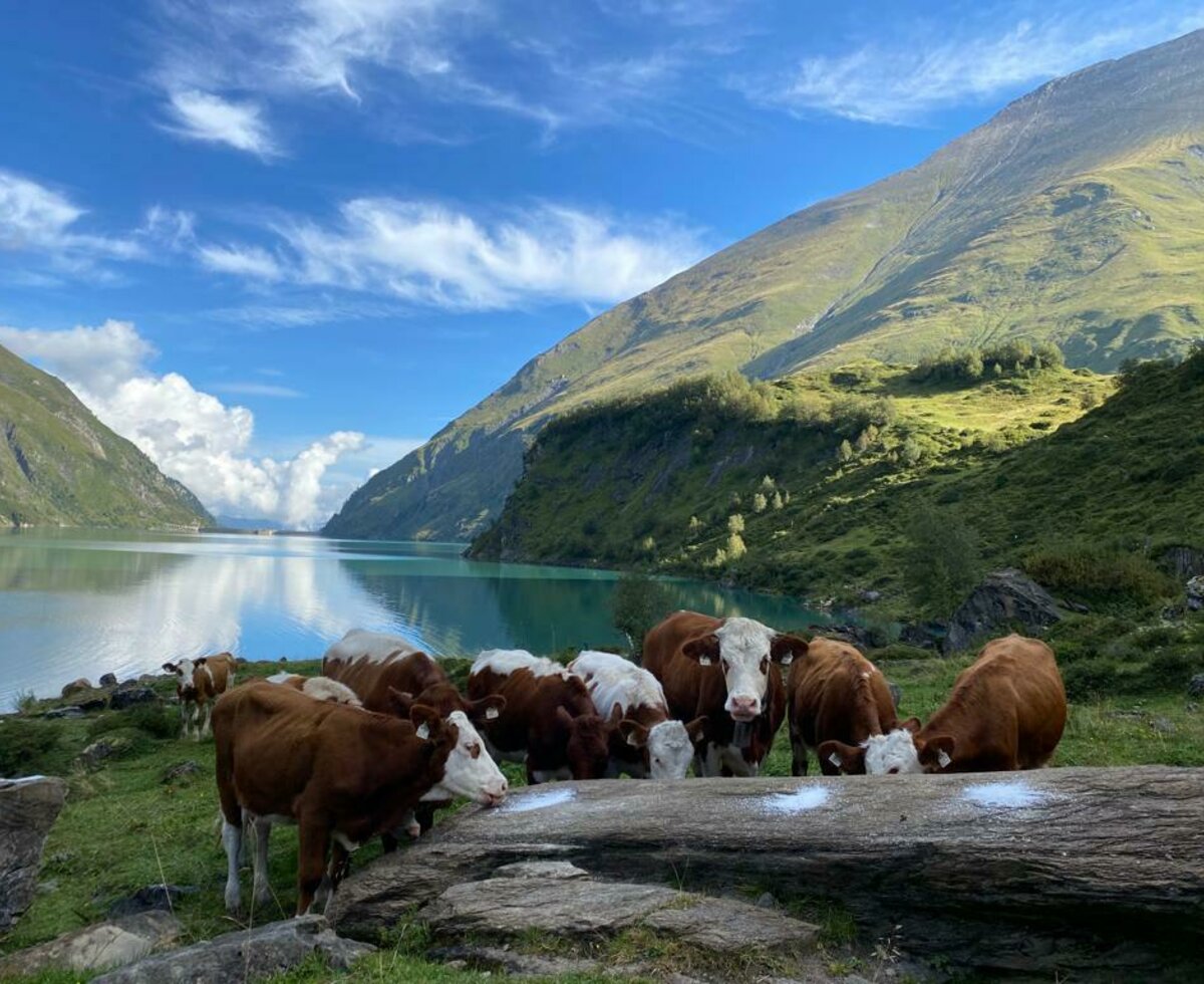 Kalbinnen am Wasserfallboden