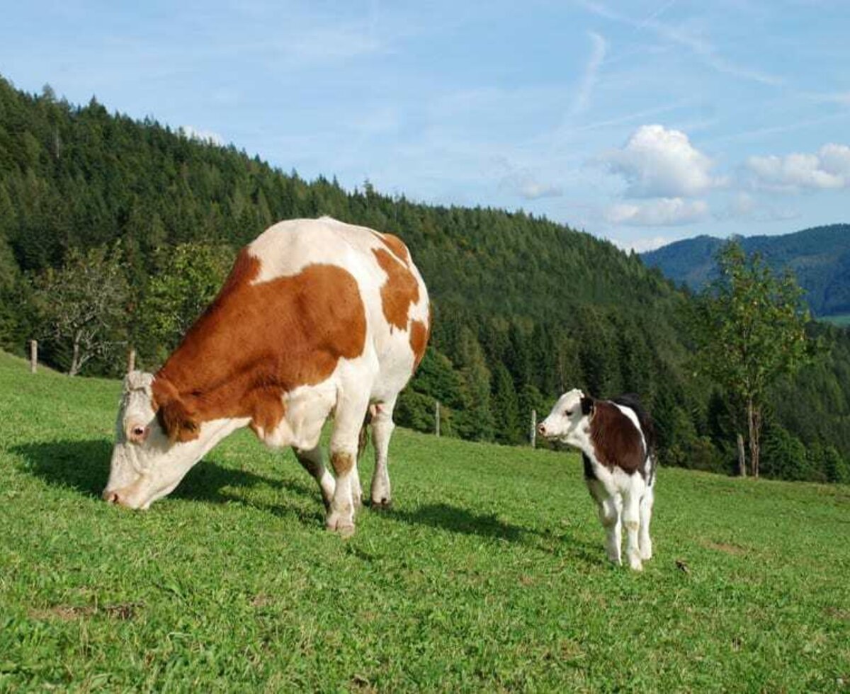 Kuh und Kälbchen gemeinsam auf der Weide