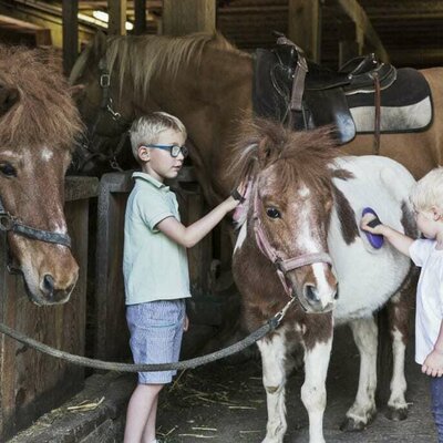 Mithelfen beim Pony putzen