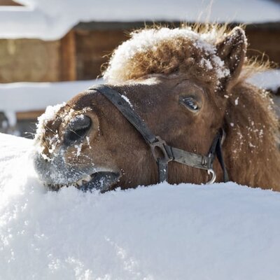 Unser Pony Fred