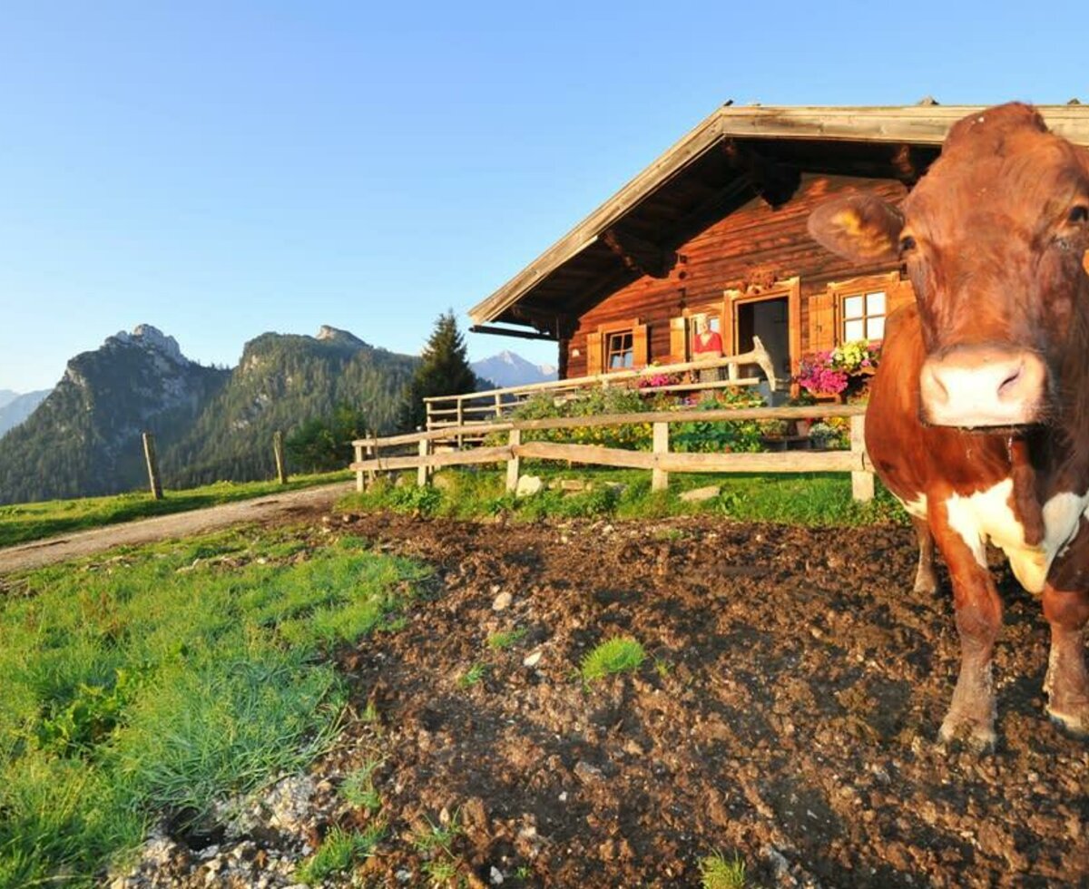 Unsere Götzalm, wo unsere Kühe Urlaub machen