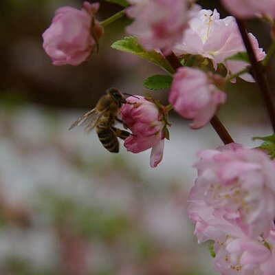 Unsere Bienen