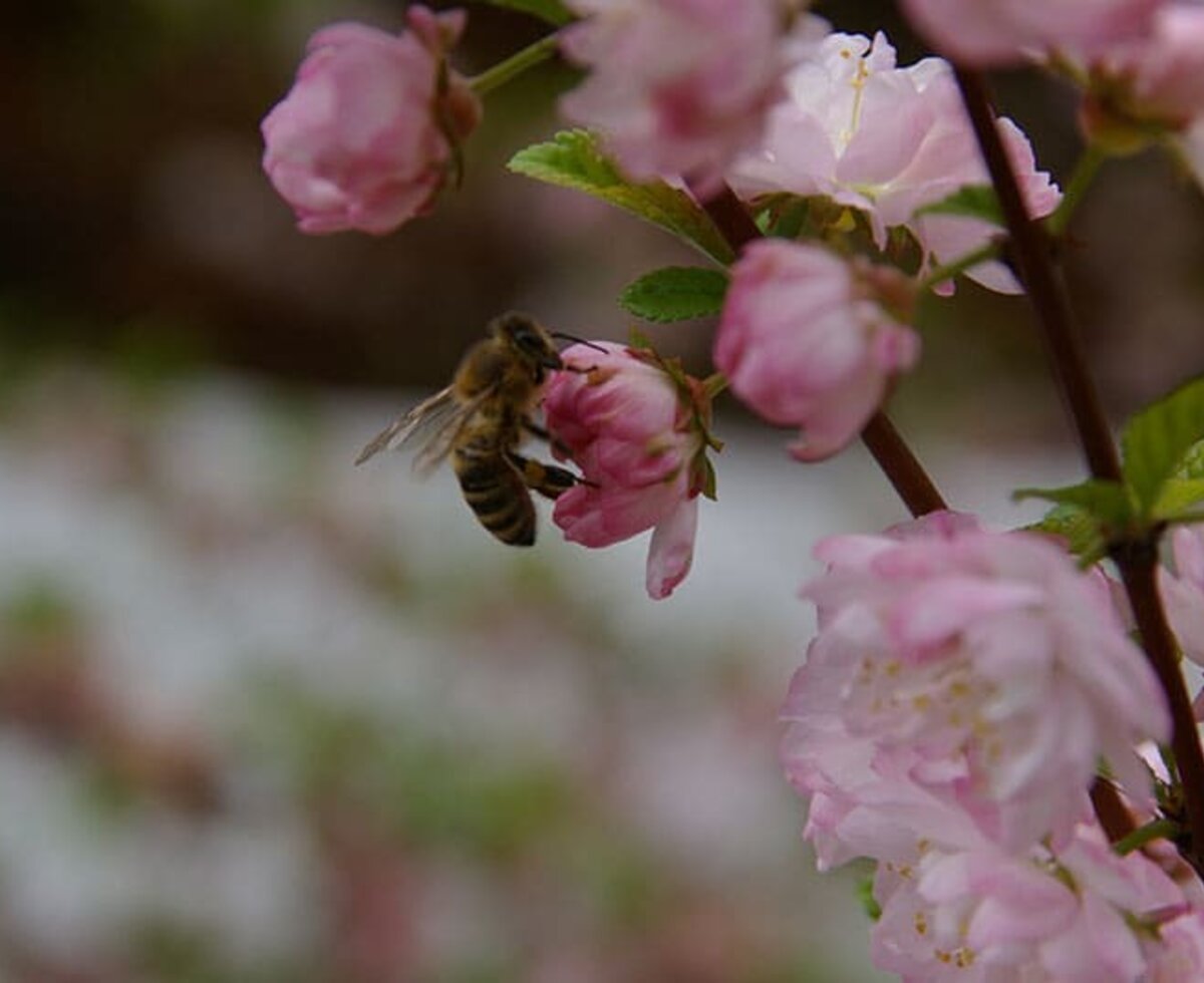 Unsere Bienen